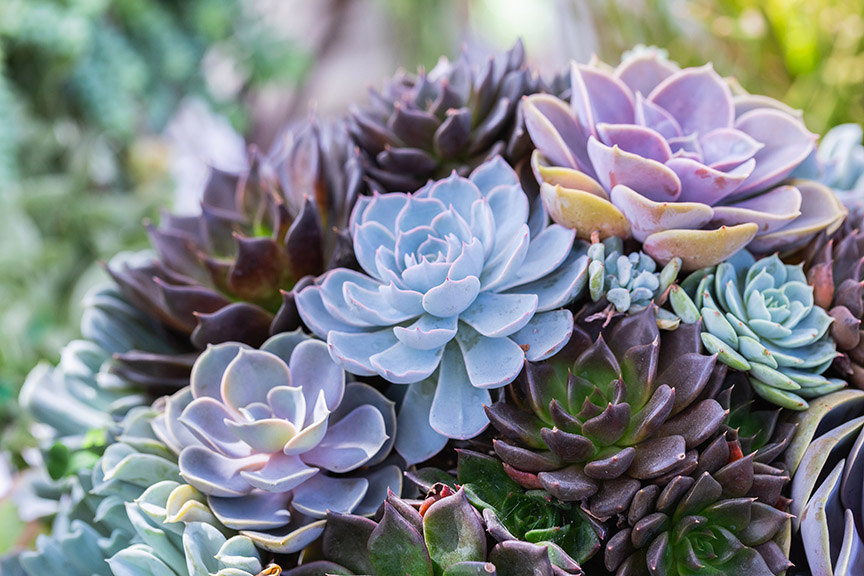 3 Easy Ways to Decorate with Succulents