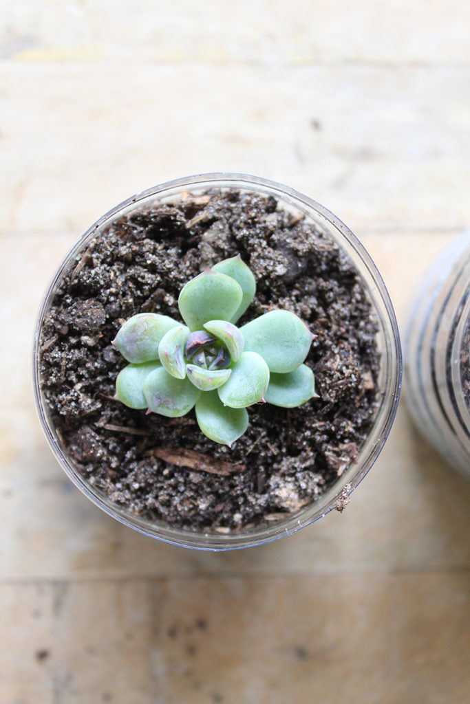 Grow new roots on succulent