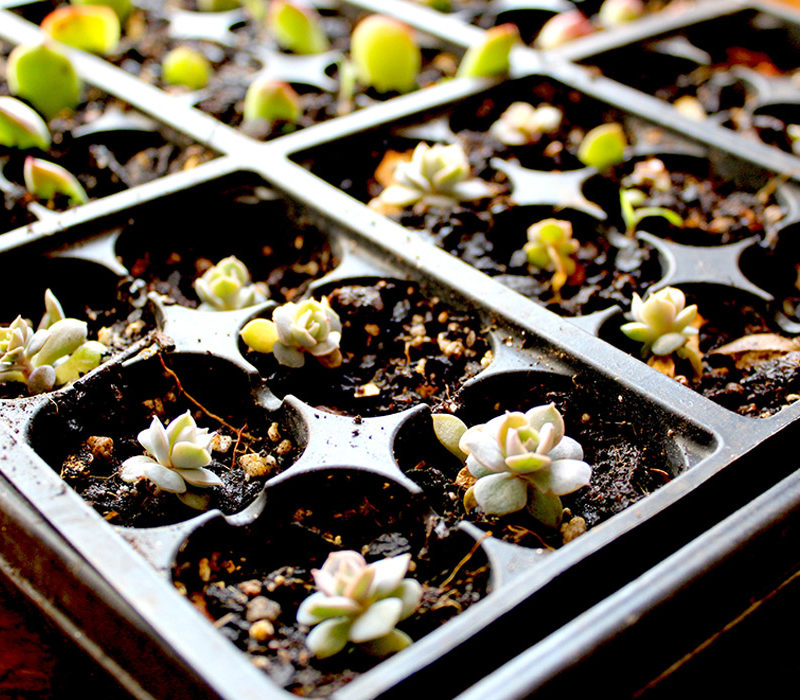 3 tips for succulent propagation, Baby succulents in potting tray