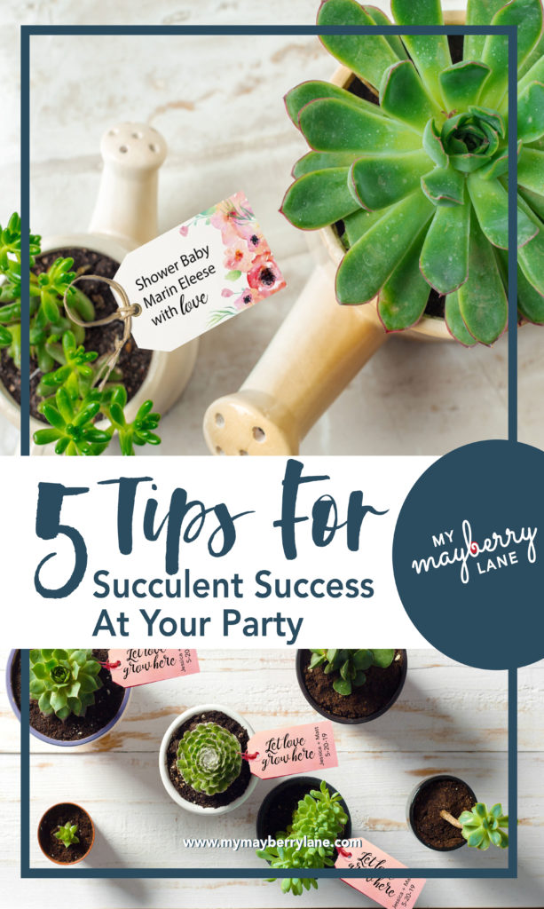Succulents in mini flower pots with title 5 tips for succulent success at your party